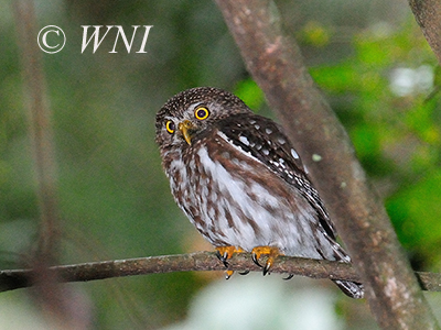 Ferruginous Pygmy-Owl (Glaucidium brasilianum)